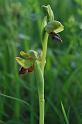 ophrys  fusca